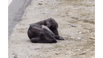Amazing_transformation_sick_dog_INDIA.mp4