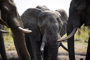 Dezenas de elefantes envenenados no Zimbabué