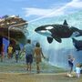 Califórnia impede SeaWorld de criar novas orcas