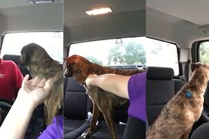 My dog crying for her buddy..mp4