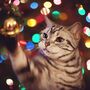 Receitas para gatos e donos: jantar de Natal