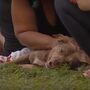Cadela pit bull morreu para salvar a mãe do dono