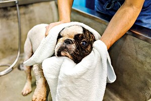 Sr. Cão e Dona Gata, é hora de relaxar