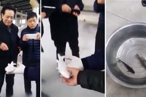 Peixe congelado volta a viver após ser colocado em recipiente com água