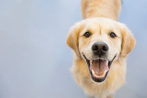 4ª Edição da Festa do Animal celebra-se em Oeiras