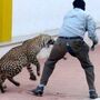 Leopardo lança o pânico em escola na Índia