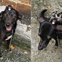 Cadela adopta gambás e anda com eles no dorso