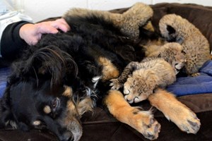 Cão pastor 'adopta' cinco chitas órfaos