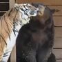 Urso, leão e tigre são amigos inseparáveis