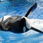 SeaWorld não terá mais espectáculos com orcas