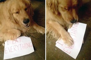 Cães e gatos 'assumem' o que fazem de pior (e de melhor)
