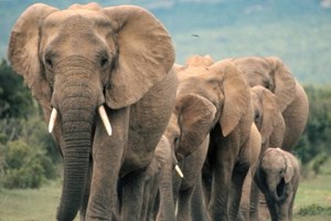 ONU proíbe venda de elefantes selvagens de África para zoos