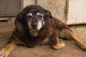 A cadela mais velha do mundo morreu aos 30 anos