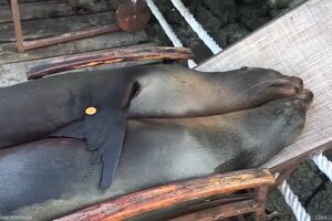 Sea lions kick back in lawn chairs on Galapagos Islands.mp4