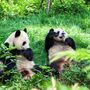 Pandas gigantes acasalam após serem espetados com pau