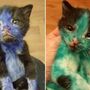 Gatos bebés encontrados pintados de azul e verde