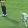 Cão invade jogo da Copa dos Libertadores