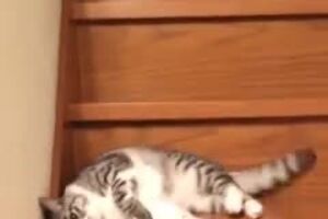 13283004_792407547561571_448544119_n.mp4