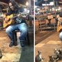 Gatinhos curiosos páram para assistir a músico de rua