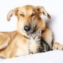 Quem fica com a guarda do cão num divórcio?