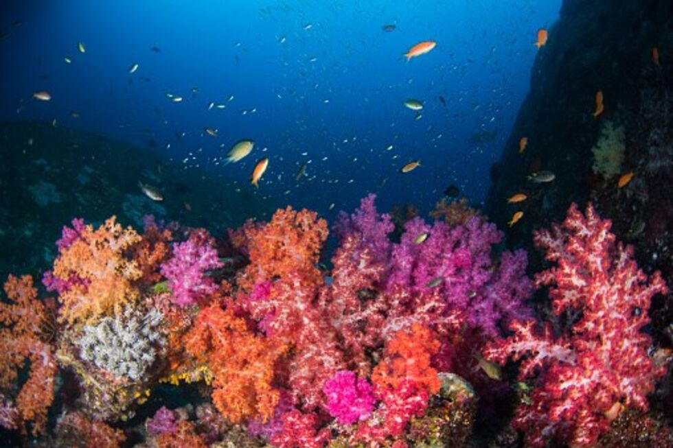 Corais ultrapassam ponto de inflexão, com riscos devastadores para pessoas e planeta