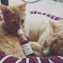 Já pode beber vinho com o seu gato 