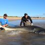 Australianos retiram tubarões do mar para tirar fotografias