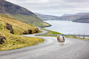 Conhece o Sheepview360? Descubra as Ilhas Faroé