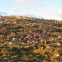 Relâmpago mata 323 renas selvagens na Noruega