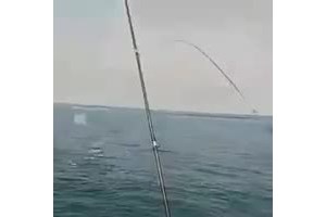 Tubarão-martelo avistado a nadar em Setúbal (vídeo)
