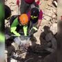 Gato salvo das ruínas 15 dias depois do sismo em Itália