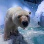 Oferecem casa nova ao urso polar 'mais triste do mundo'
