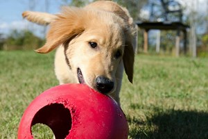 Adotar, acolher e apadrinhar: um guia para ser pet friendly