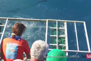 GreatWhiteSharkCageBreachAccident.mp4