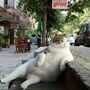 Gato famoso imortalizado com uma estátua em Istambul