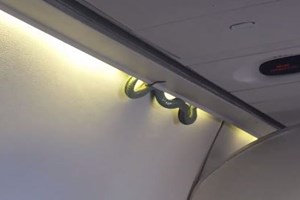 Cobra a bordo de avião aterroriza passageiros
