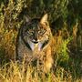 Proteção do lince ibérico será financiada até 2040 em Portugal