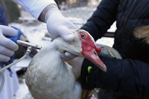 Vírus da gripe aviária detectado nos mercados da China