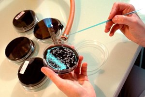 Legionella ataca trabalhadores de fábrica na Maia