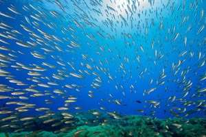Oceano bate recorde de temperatura