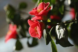 camélias