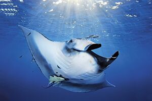 Especial Oceanos