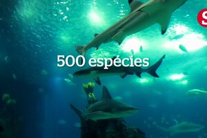 Oceanário