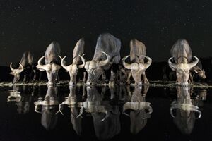 Sony World Photography Awards 2017_npl.mp4