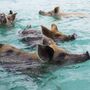 Turistas culpados da morte de porcos famosos