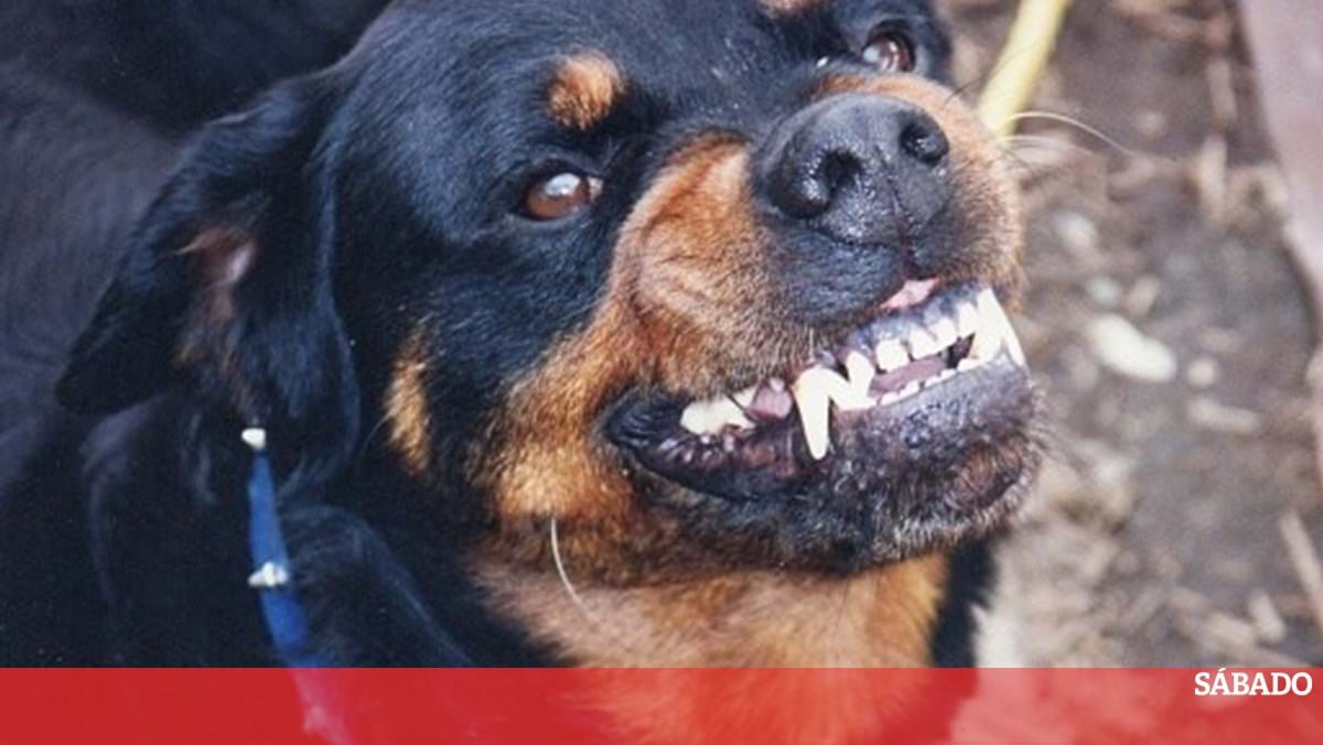 PSP alerta para cães de raça perigosa