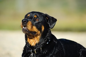 Família abate rottweiler que matou criança de quatro anos