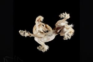 DOGs_Andrius_Burba_npl.mp4