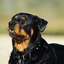 Família abate rottweiler que matou criança de quatro anos 