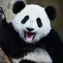 Esqueleto de panda com 2 mil anos descoberto em túmulo de imperador chinês